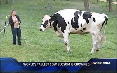 奶牛视频,温馨牧场里的欢乐时光