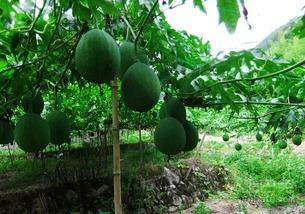 吃吊瓜会胖吗,吃吊瓜真的会让人发胖吗？揭秘吊瓜热量与减肥真相