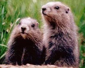 老鼠吃贝贝瓜吗,一场意外的美食邂逅