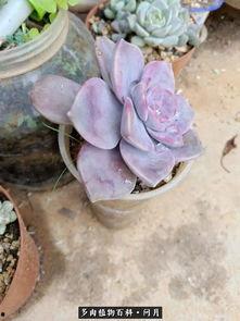 成人免费肉多视频,揭秘成人娱乐内容的诱惑与风险