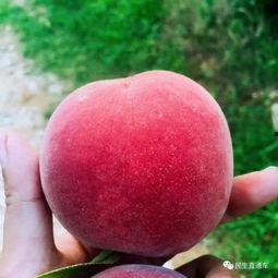 水蜜桃在线视频,甜蜜瞬间，尽享视觉盛宴