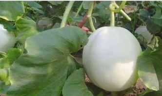 吃白兰瓜会胖吗